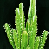 1175596742euphorbia3