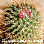 1175599161mammillaria1