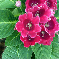 1176215899gloxinia2