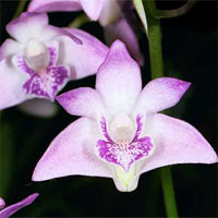 1176217194dendrobium_2