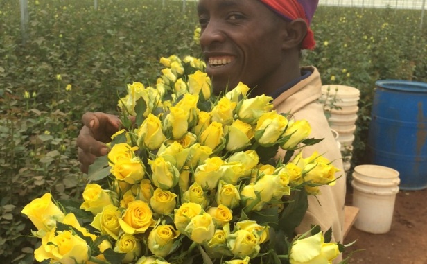 Кенийские Желтые розы на цветочном рынке