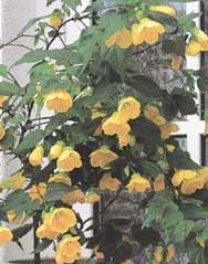 1174897206abutilon