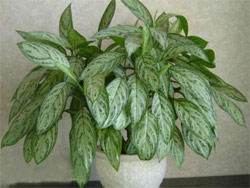 1174901428aglaonema