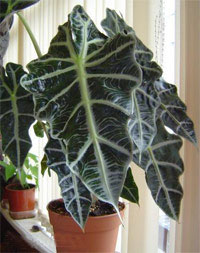 1175170880alocasia