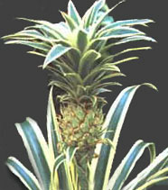 1175172460ananas