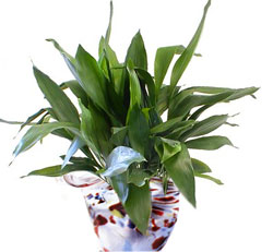 1175174691aspidistra