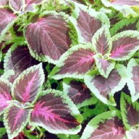 1175183133coleus1