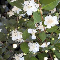 1175244493myrtus