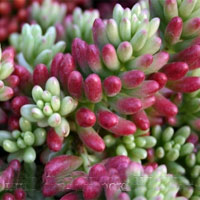 1175247223sedum1