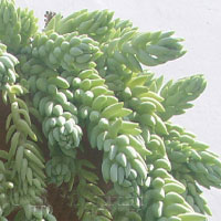 1175247271sedum3