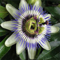 1175254168passiflora1