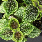 1175257316pilea_2