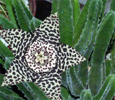 1175264560stapelia