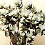 1175265200crassula2