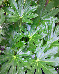 1175266000fatsia