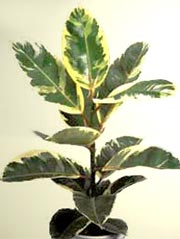 1175266748ficus-C