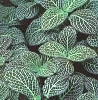 1175586594fittonia