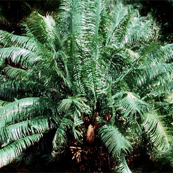 1175590562cycas