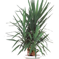 1175592472yucca