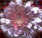 1175593007aeonium2