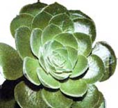 1175593039aeonium