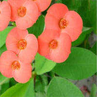 1175596638euphorbia2