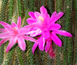 1175598676aporocactus