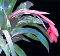 1175697193billbergia1