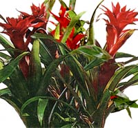 1175698085guzmania