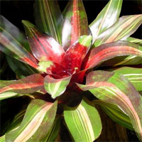 1175698271neoregelia