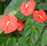 1175704928anthurium