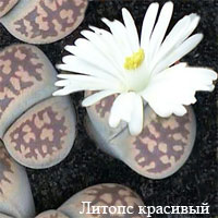 1175705917lithops_bel