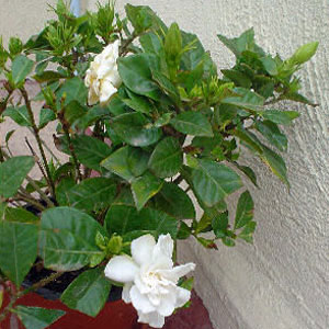 1176214967gardenia