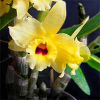 1176217120dendrobium