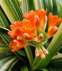 1176219913clivia