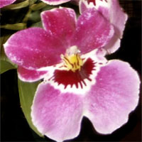 1176220116miltonia