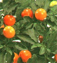 1176362353solanum1