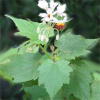 1176365699sparmannia