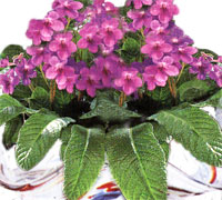 1176366140Streptocarpus