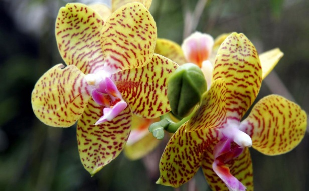 15 удивительных фактов об Орхидеях