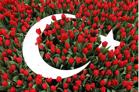 Фестиваль тюльпанов в Стамбуле – изящные бутоны